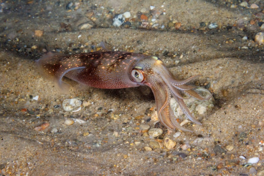 Ubigene Squid