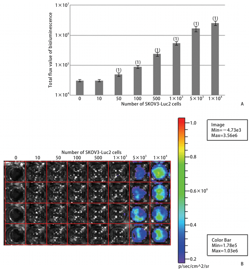 Bioluminescence luminous flux in SKOV3-Luc2 cell line (A), and Luminous flux diagram (B)