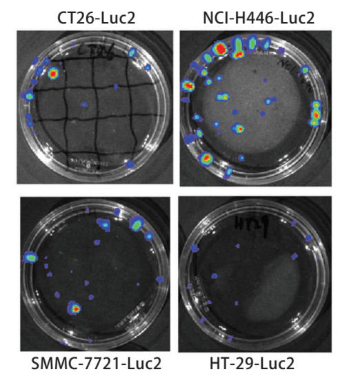 Bioluminescence test for Luc2-positive cell line