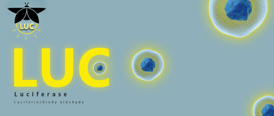 What Does Luciferase Cell Do in Research