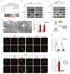 LIMP-2 promoted autophagy in HNSCC by participating in the formation of autophagosomes