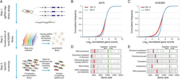 Screening A375 and HUES62 survival essential genes by CRISPR library