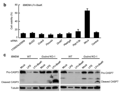 siRNA knockdown validation of screen hits