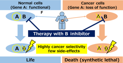 Synthetic lethality therapy