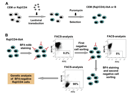 Verification of BF4 antibody specificity using CRISPR library