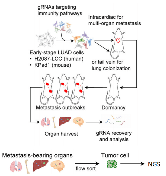 Flowchart of CRISPR library screening