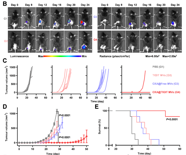 Evaluation of the suppressive effect of re-vaccination on tumor growth