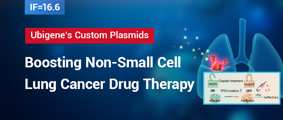 Development of Non-Small Cell Lung Cancer Drug Therapy Independent of the p53 Signaling Pathway