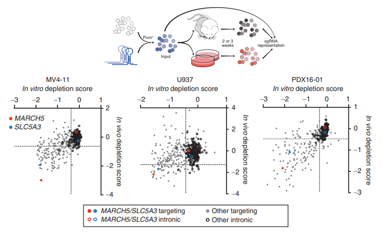 The MARCH5 and SLC5A3 genes were significantly down-regulated in CRISPR library screening