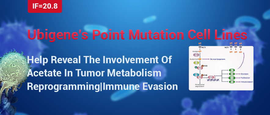 IF=20.8|Ubigene’s Point Mutation Cell Lines Help Reveal The Involvement Of Acetate In Tumor Metabolism Reprogramming And New Mechanisms of Immune Evasion 