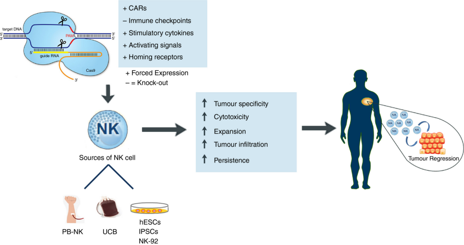 Schematic overview of the CRISPR/Cas9‐mediated genetic reprogramming of NK cells for cancer immunotherapy