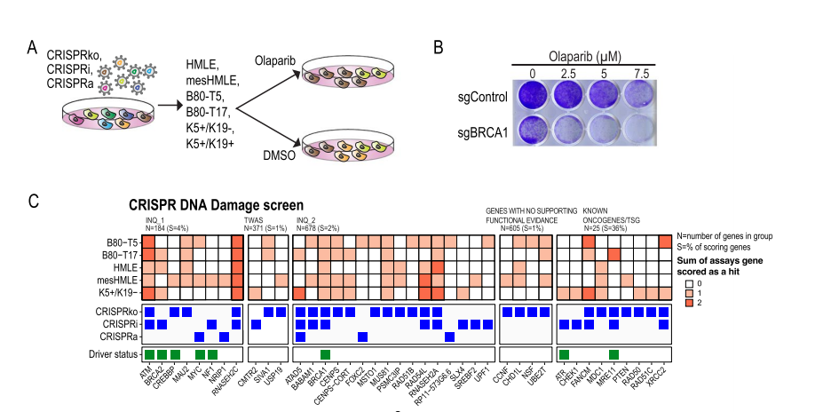Olaparib Synthetic Lethality Screening Identified Breast Cancer Risk Genes that Regulate DNA Repair Pathways