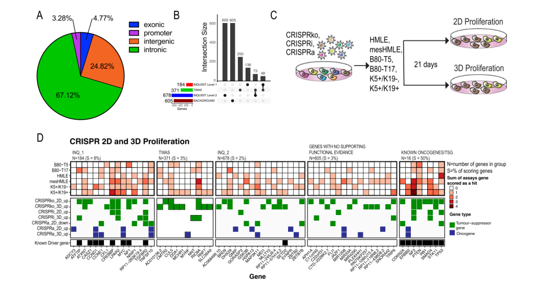 CRISPR Library Screening Identified Breast Cancer Risk Genes that Regulate Proliferation in 2D and 3D Cell Culture Models