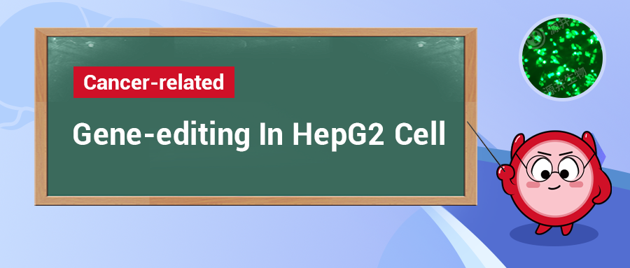 Expert Insights | Practical Skills For Gene-editing In HepG2 Cell