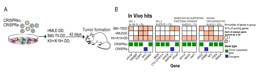 CRISPR Activation and Inhibition Screening Identified Breast Cancer Risk Genes that Regulate Tumor Growth in Mice 