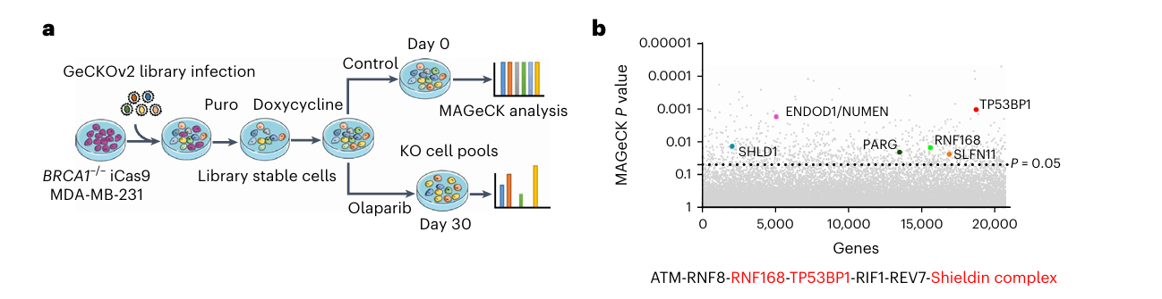 Workflow of Whole-Genome CRISPR Screen