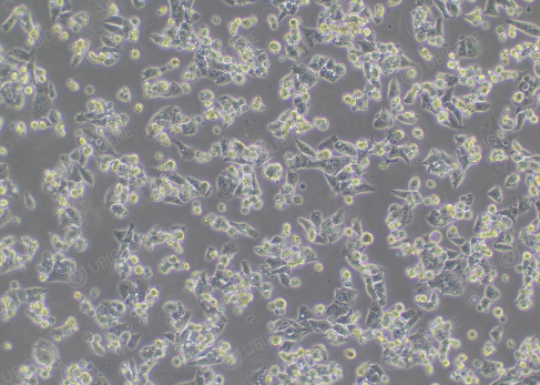 Electroporated HepG2 cells