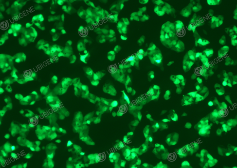 Lentivirus transduced HepG2 cells