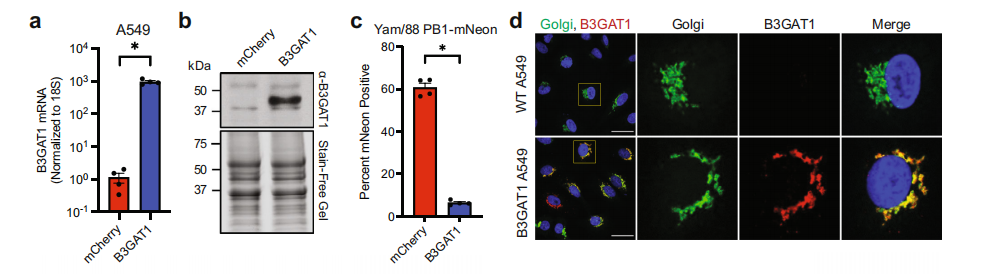 Validation of B3GAT1 overexpressing A549 cells