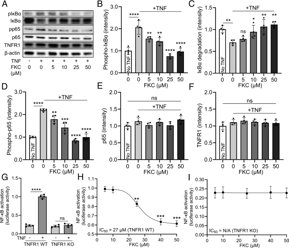 FKC peptide specifically inhibits the TNFR1 signaling pathway.