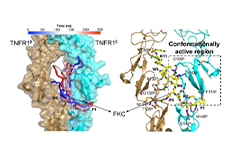 Ubigene KO cells Help Discover A Novel TNFR1 inhibitor - FKC peptide