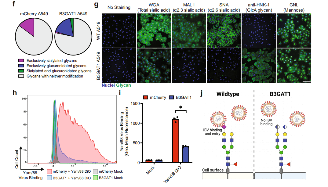 B3GAT1 can prevent the surface expression of sialic acid by competing with sialyltransferases