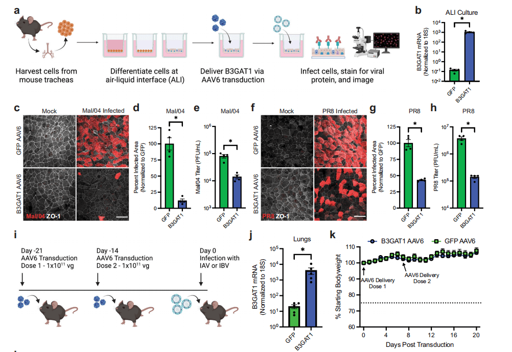 Safe in vivo expression of B3GAT1 provides protection against lethal influenza virus infection