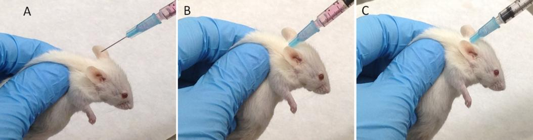 Subcutaneous injection of cells in mice