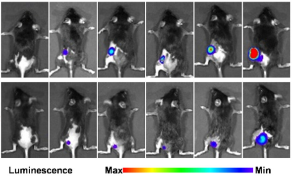 Imaging of B16-F10-Luc cell injection in mice