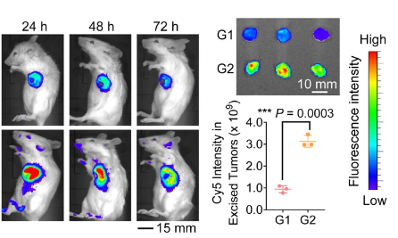 Imaging of 4T1-Luc cell injection in mice