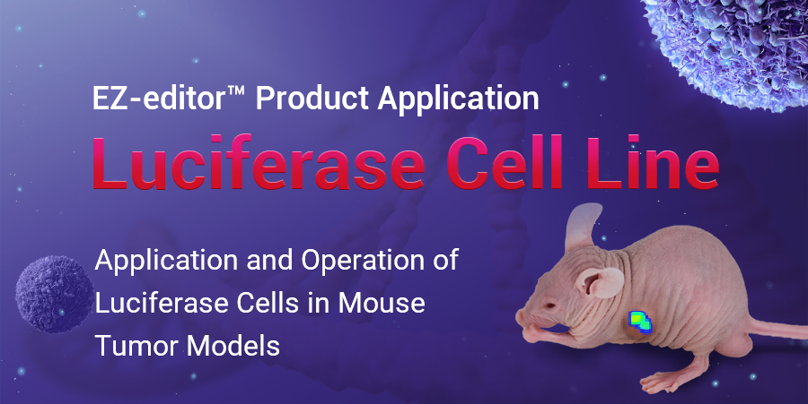 Expert Insights | In Vivo Tumorigenesis Application and Operation of Luciferase Cell