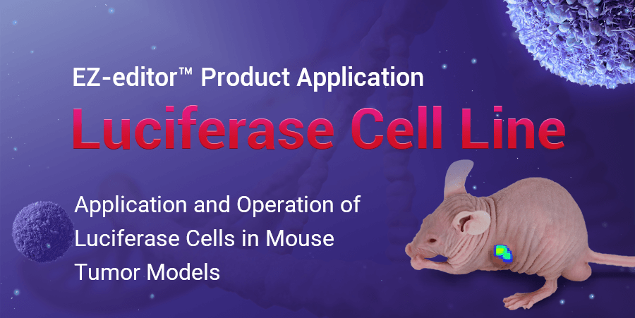 Luciferase Labeled Tumor Cell Lines in Tumor Research