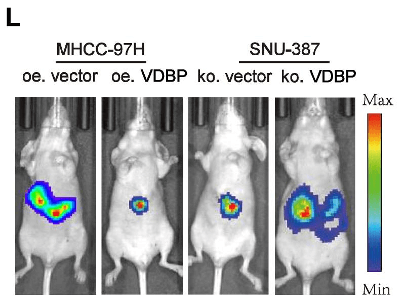 Imaging of BLI device and the mouse placed in camera box