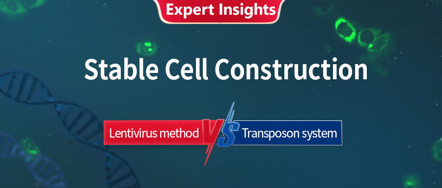 Expert Insights | Stable Cell Construction: Lentivirus VS Transposon