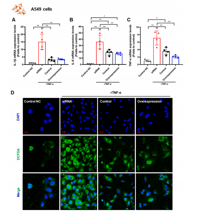 Expression of TXNIP affects levels of pro-inflammatory cytokines and ROS in A549 cells.