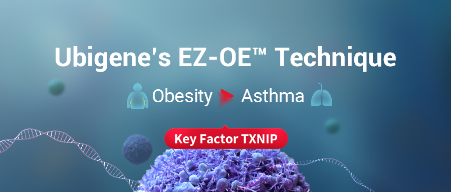 Why does obesity increWhy does obesity increase the risk of asthma: TXNIP is the key!ase the risk of asthma: TXNIP is the key!