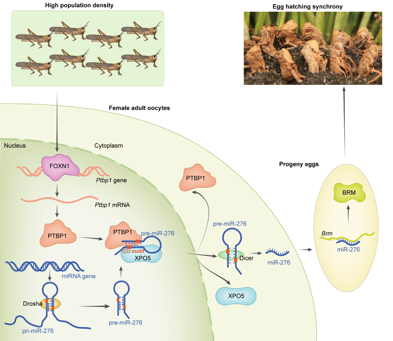 Model of FOXN1-PTBP1–miR-276-regulated egg-hatching synchrony in response to high-density stimuli