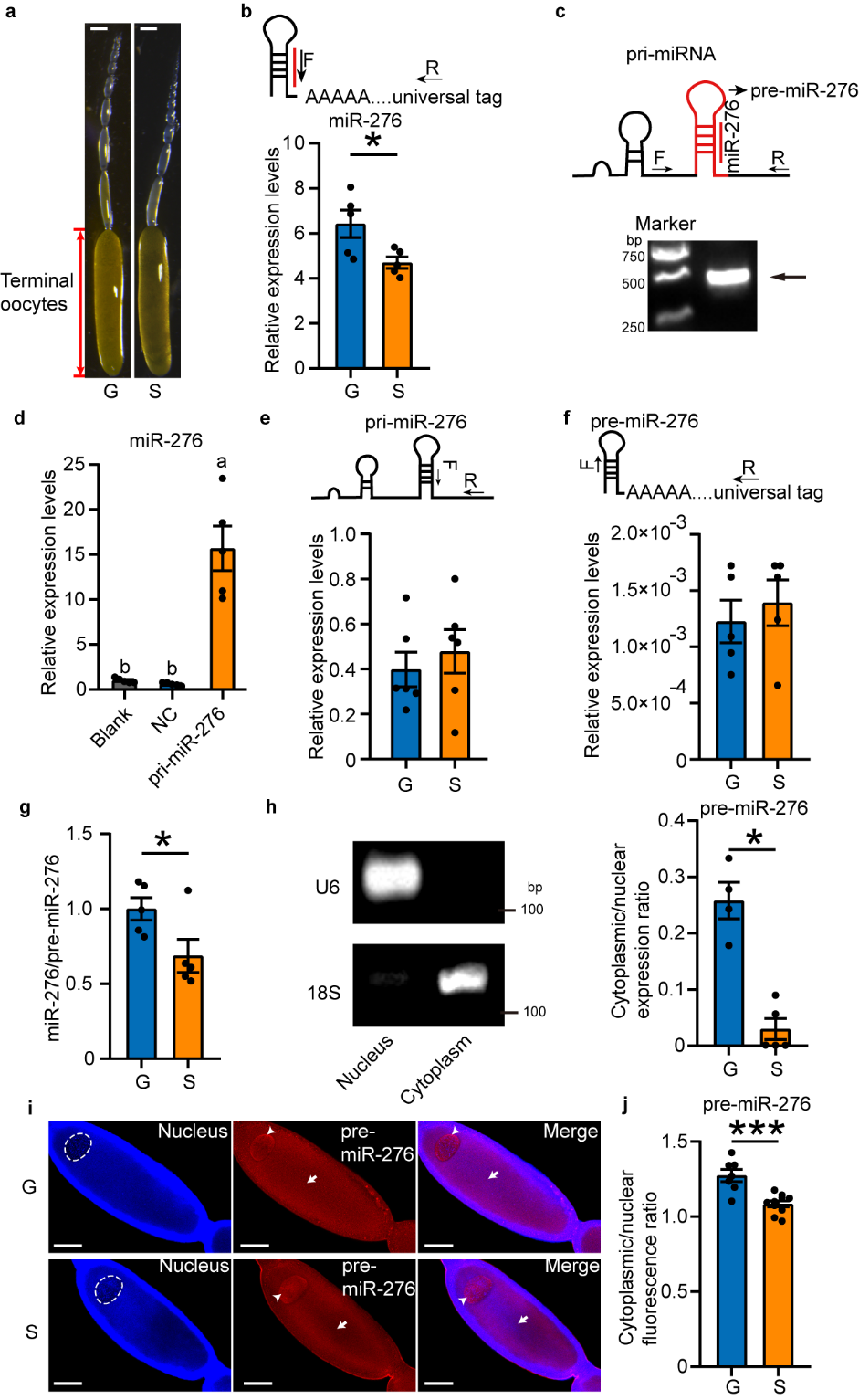 The nuclear export efficiency of pre-miR-276 in terminal oocytes of gregarious locusts is higher than solitarious locusts