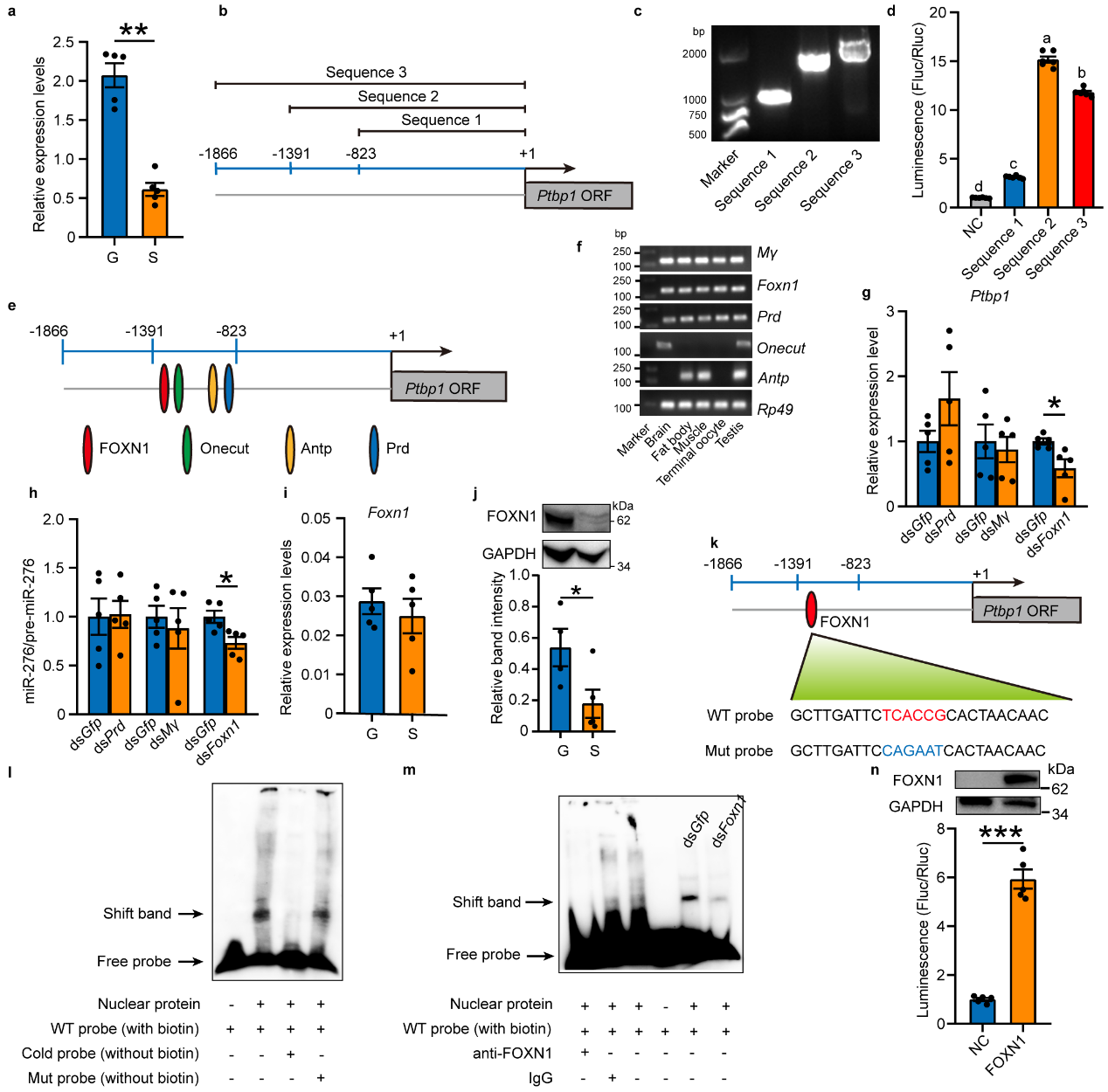 Ptbp1 is transcriptionally activated by FOXN1