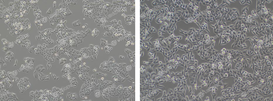 Cell Image (Normal Growth) - It is normal for cells to be elliptical or spindle shaped