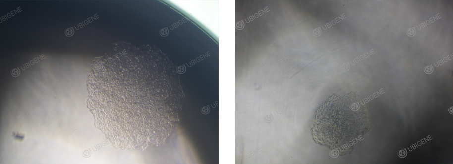 HeLa Single-cell Clone