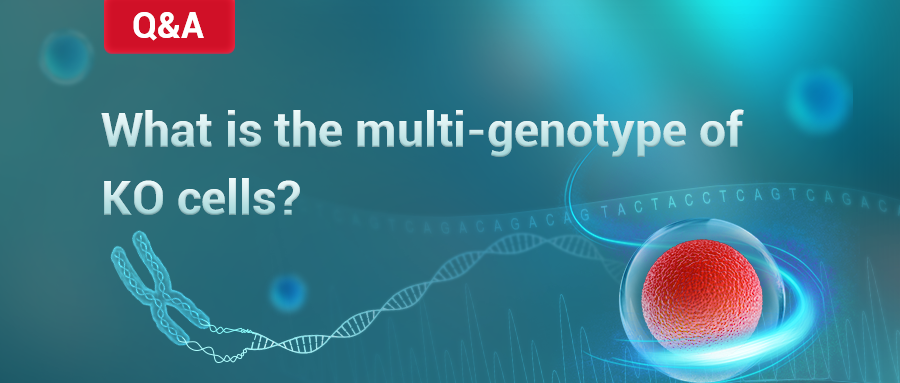 What is the multi-genotype of KO cells?