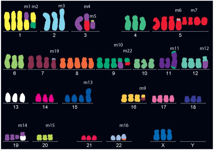 HeLa cells have more chromosomes than normal cells