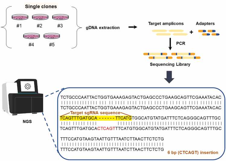 NGS sequencing on single-cell clones