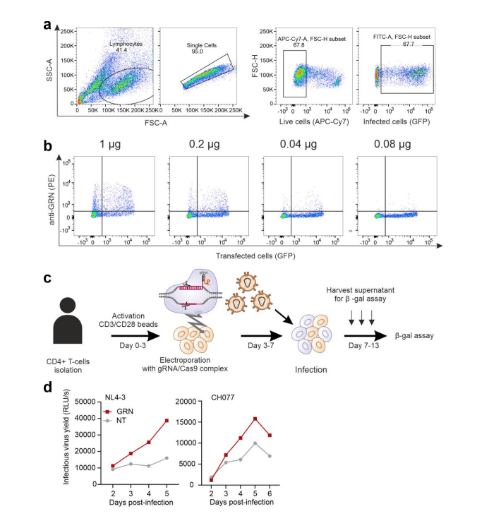 ure 2 GRN gene knockout increases viral replication