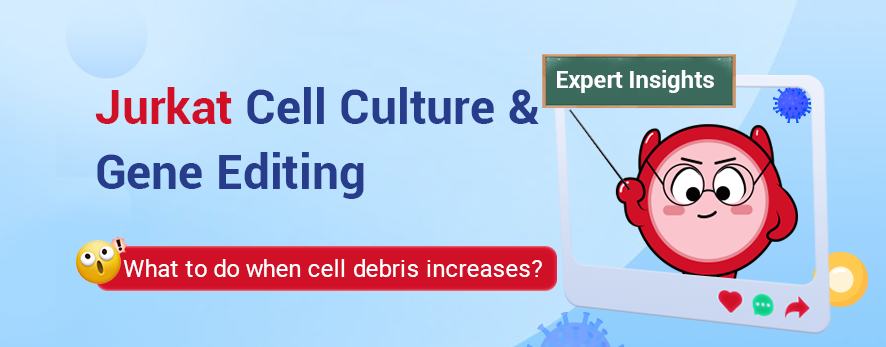 Expert Insights | Jurkat Cell Culture and Gene Editing Tips Are Here!