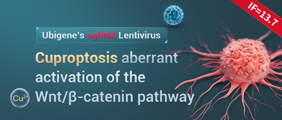 Potential Effect of Wnt/β-catenin pathway promoting tumor growth in Resisting cuproptosis