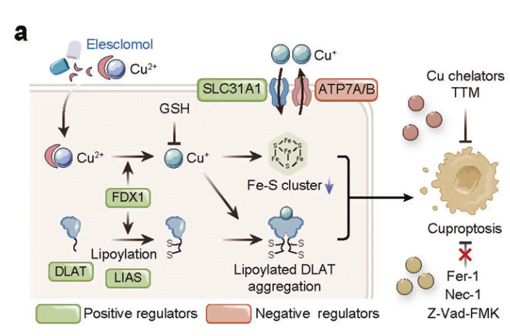 Schematic diagram of Cuproptosis mechanism