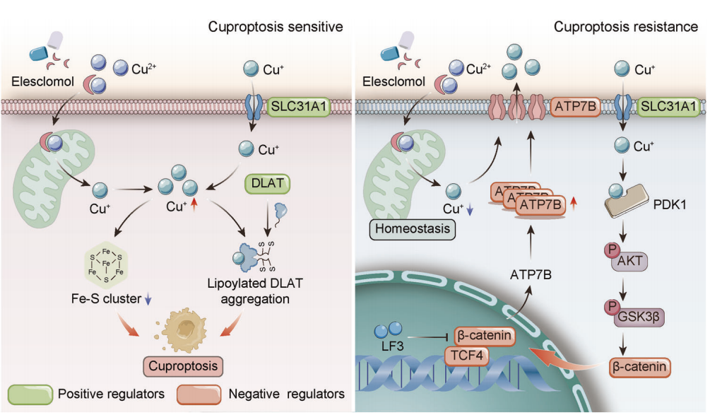 Molecular mechanism of Wnt/β-catenin signaling pathway regulating cuproptosis sensitivity in cancer cells