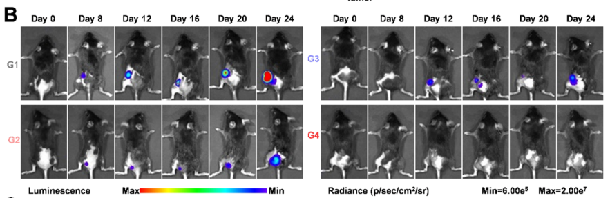  Imaging of B16-F10-Luc cell injection in mice